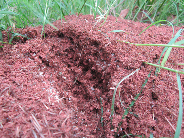 公園、社區(qū)、校園等公共場(chǎng)所進(jìn)行有效紅火蟻防制